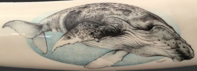 Humpback Whale Scrimshaw on Walrus Tusk