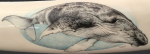 Humpback Whale Scrimshaw on Walrus Tusk